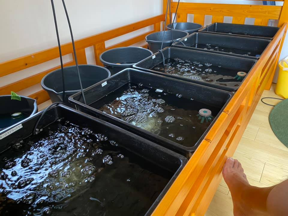 f:id:izest:20200826185031j:plain