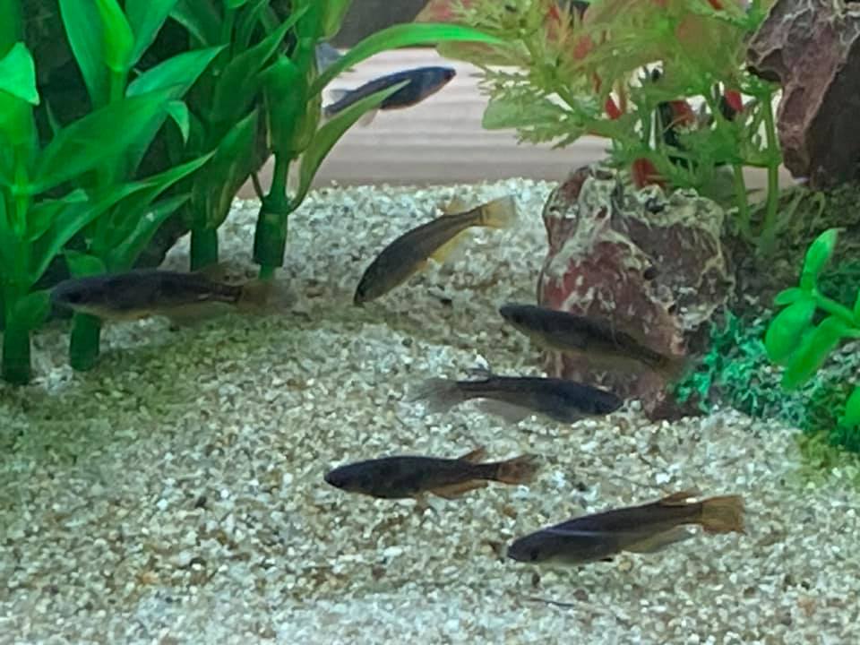 f:id:izest:20200904204508j:plain