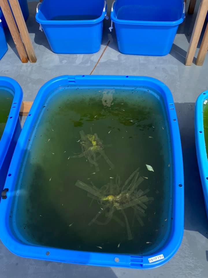 f:id:izest:20200907184751j:plain