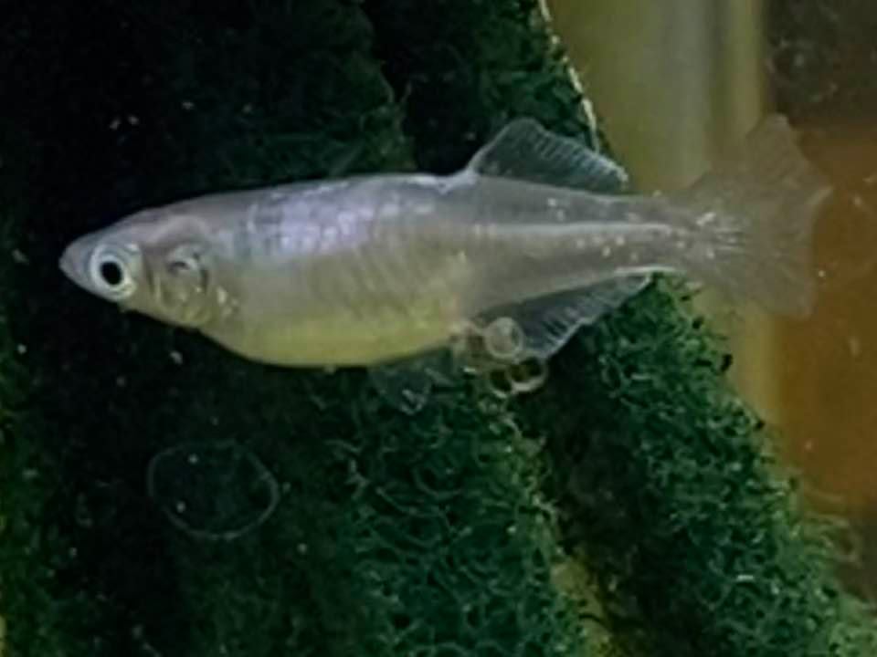 f:id:izest:20200923194747j:plain f:id:izest:20200923194747j:plain