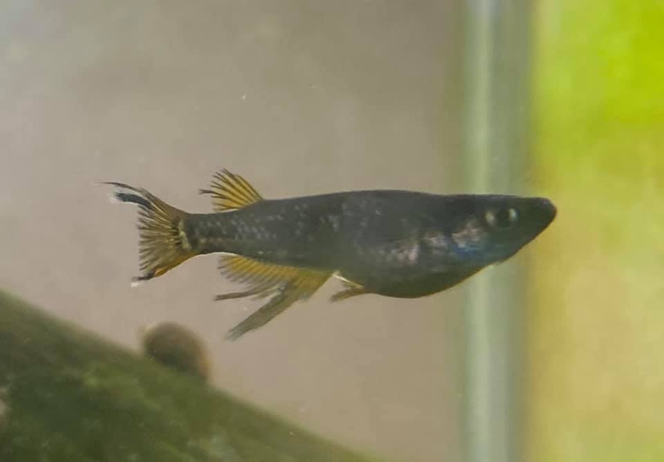 ゆるく新品種開発プロジェクトが進行中 - 堀切めだか