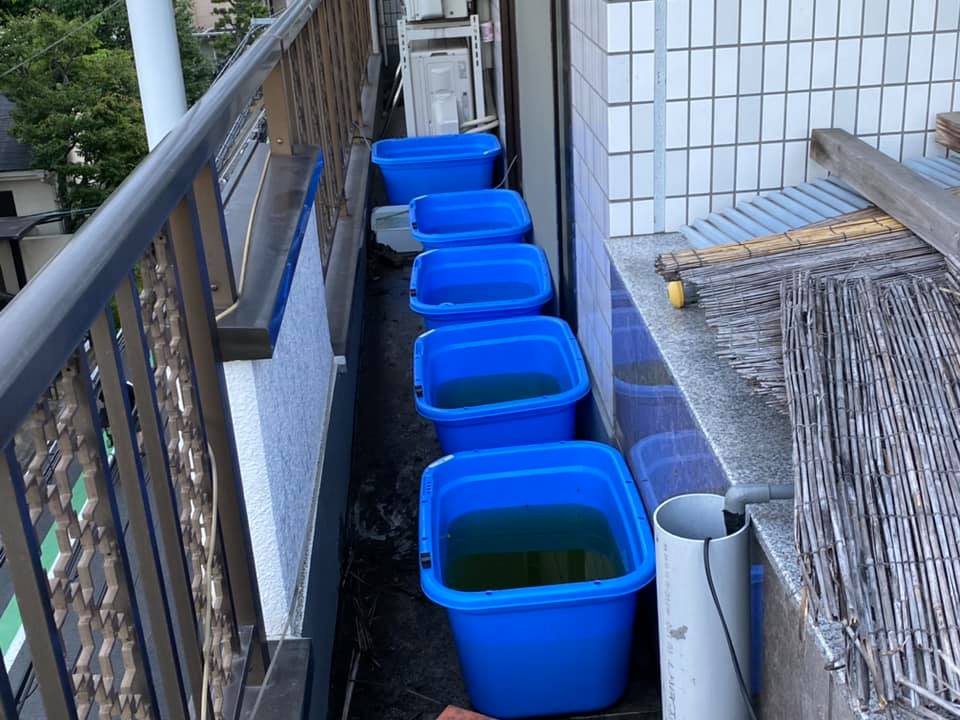 メダカ、容器、単管台一式お譲りします 引き取り先決まりました