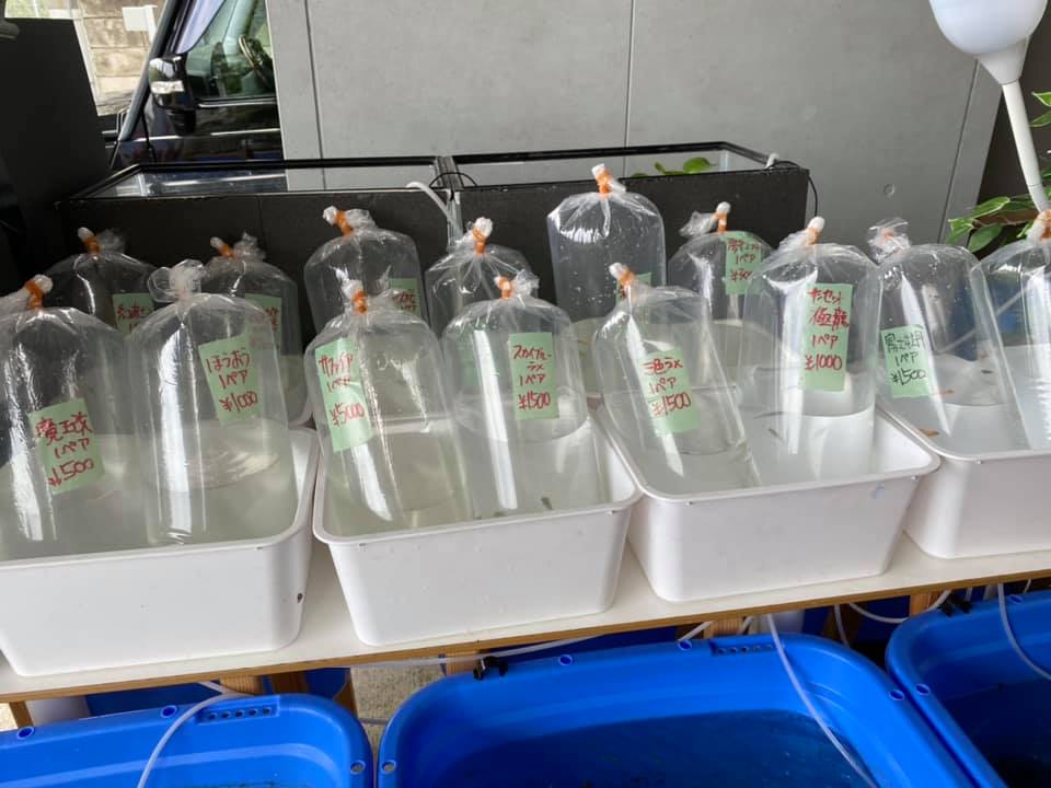 f:id:izest:20210624134341j:plain