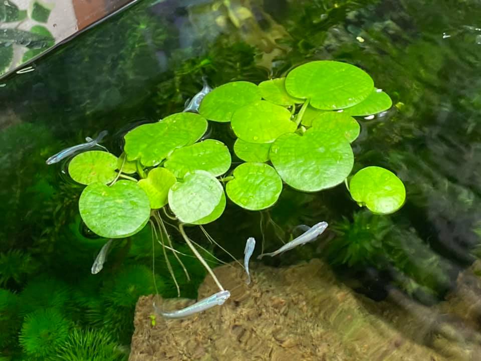 f:id:izest:20210713124405j:plain