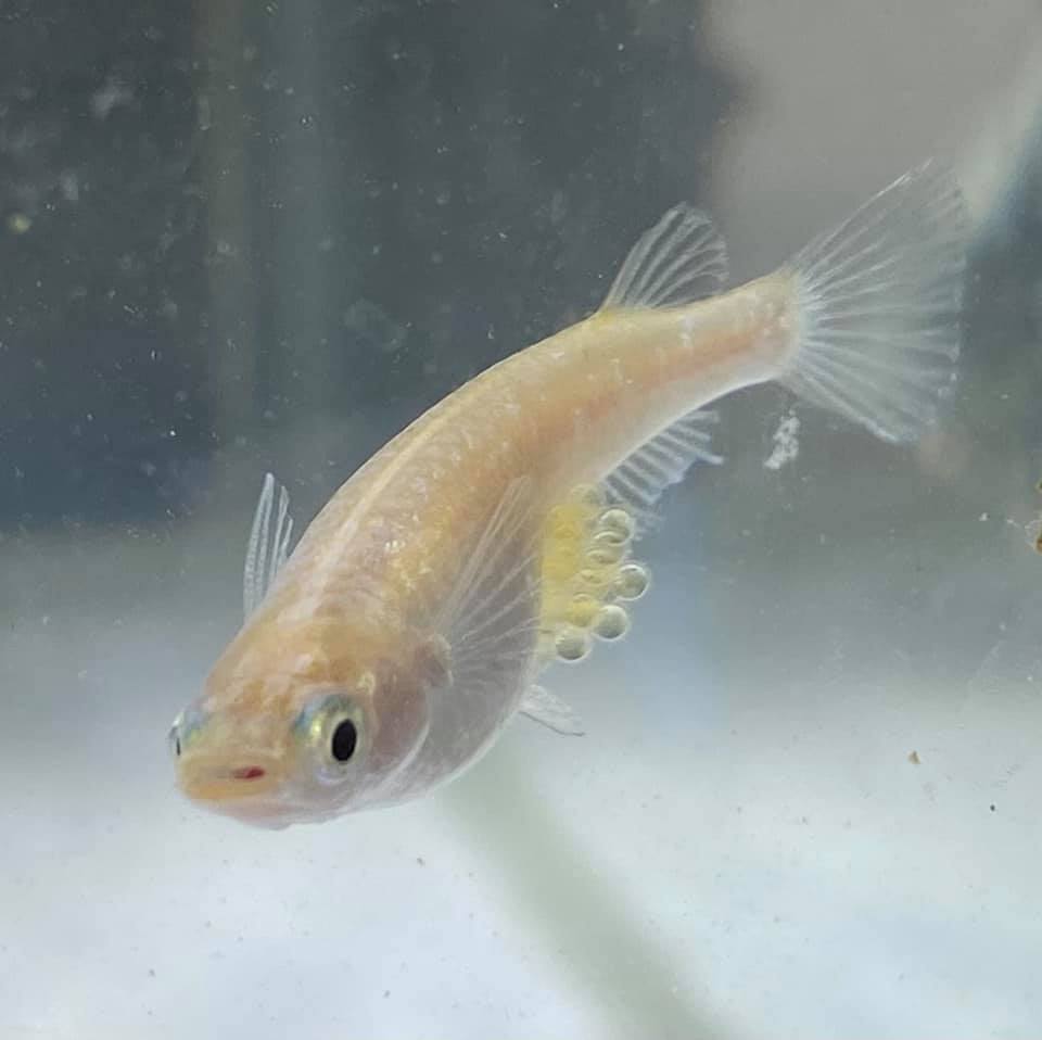 f:id:izest:20210727094207j:plain