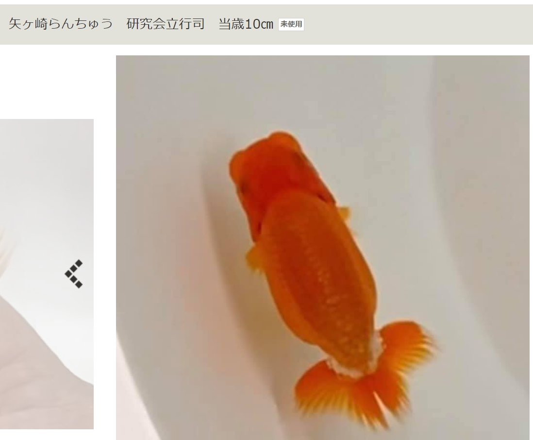 f:id:izest:20210819164135j:plain