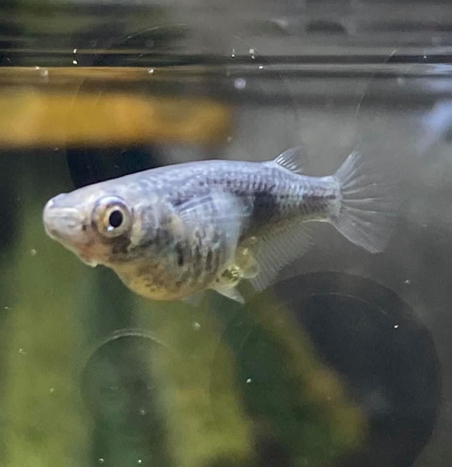 f:id:izest:20210921201506j:plain