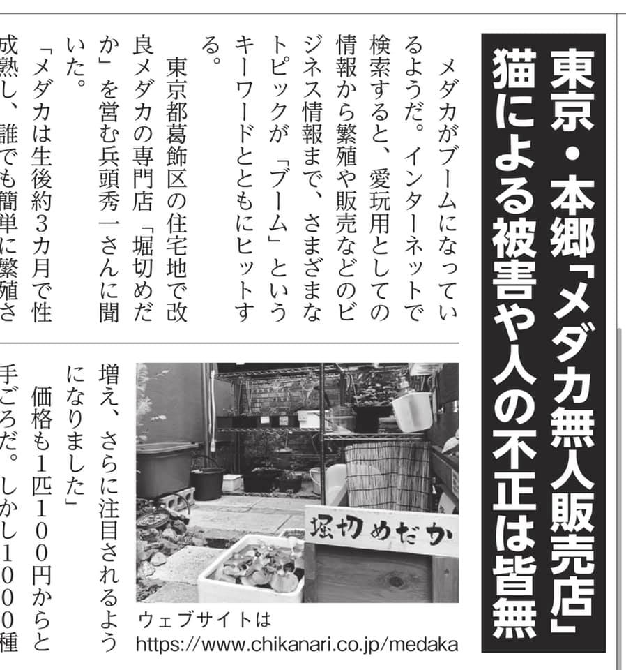 サンデー毎日最新号に堀切めだか掲載 堀切めだか