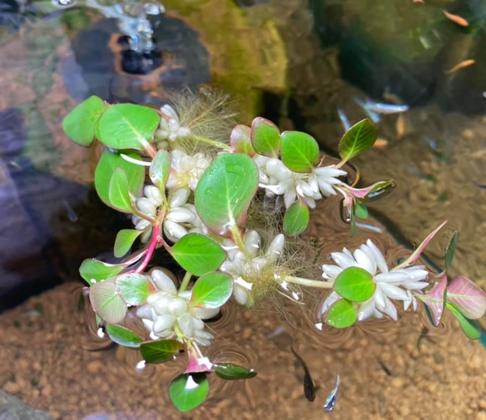 白玉浮草いいね 堀切めだか