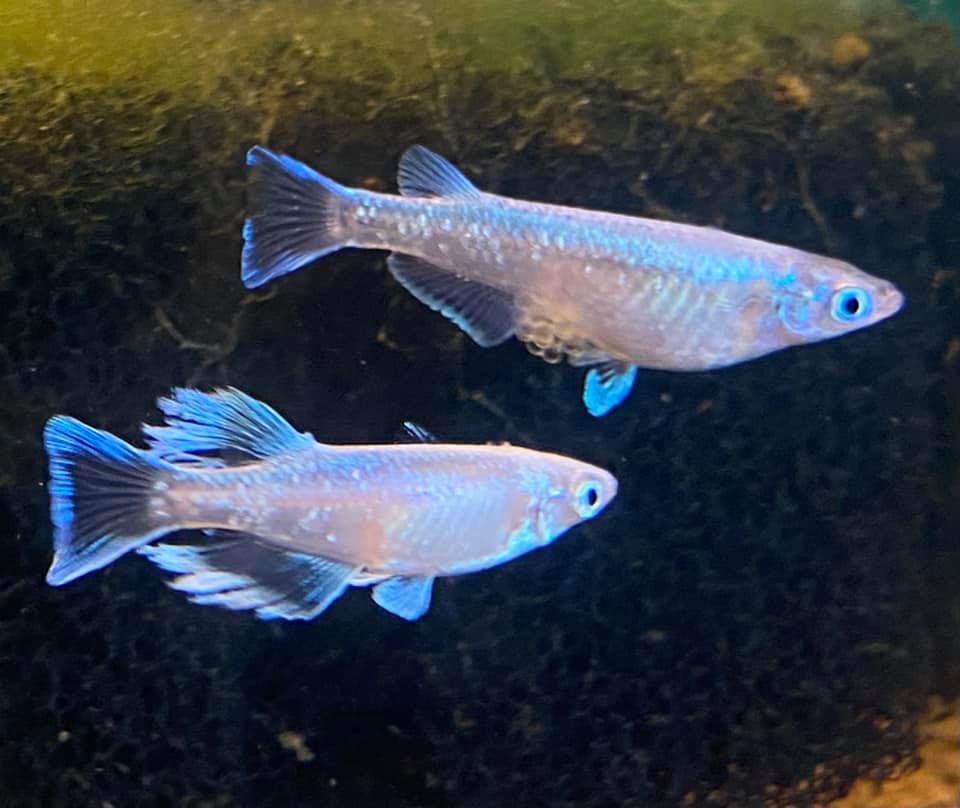 f:id:izest:20211110125714j:plain