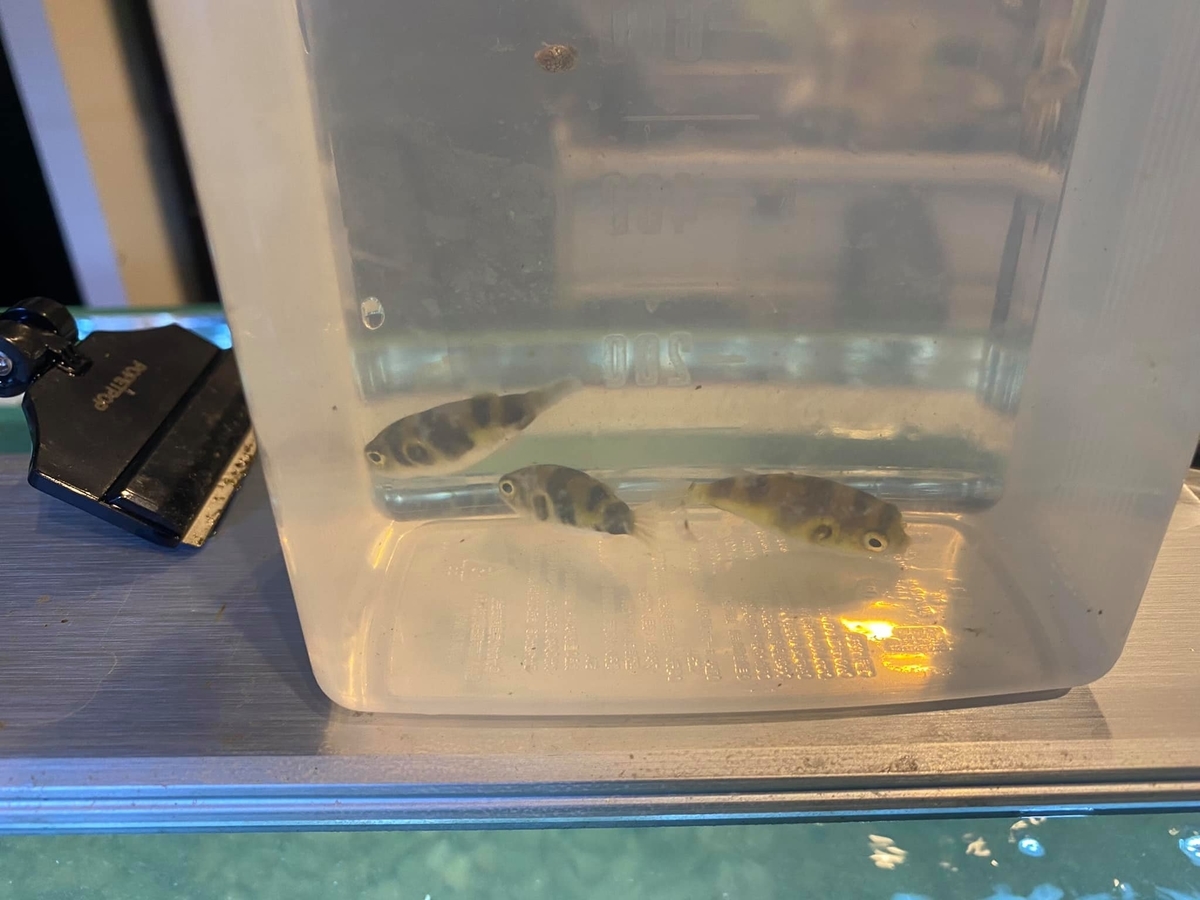 f:id:izest:20211112122251j:plain