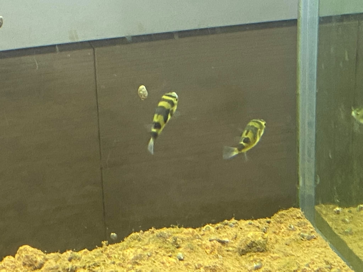 f:id:izest:20211112122808j:plain