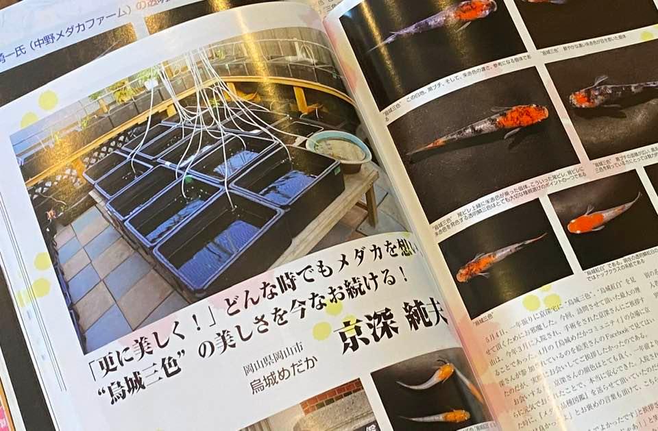 【現物出品】　烏城系三色　厳選種候補　メス2オス1　b-99 透明鱗三色VS非透明鱗三色(^^) | ☆夢中めだか☆のブログ