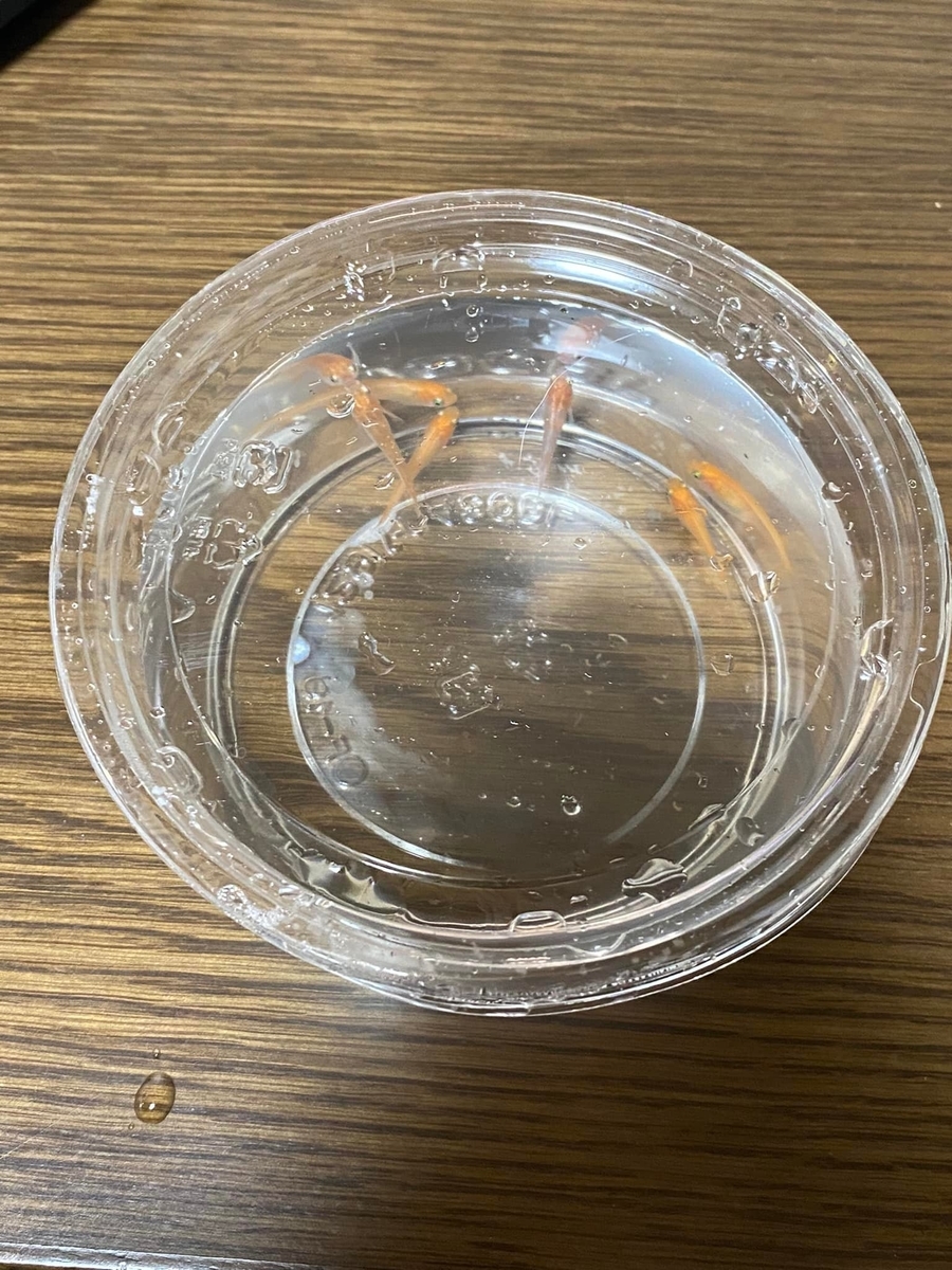 f:id:izest:20211217091837j:plain