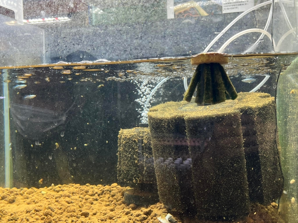 f:id:izest:20211225141623j:plain