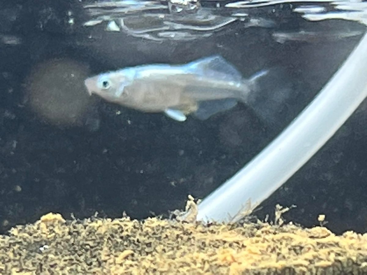 f:id:izest:20211225141637j:plain