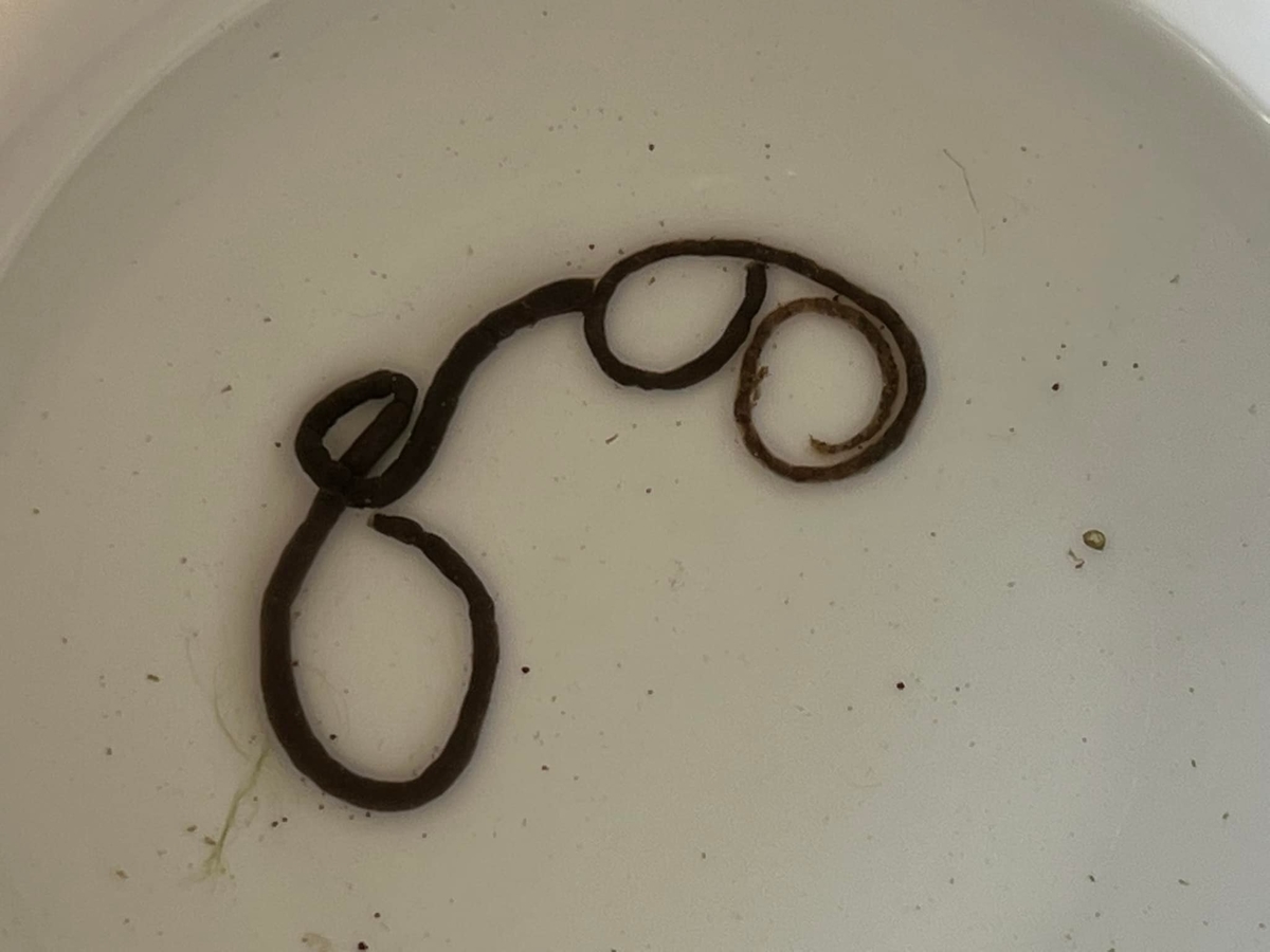 f:id:izest:20220116100756j:plain