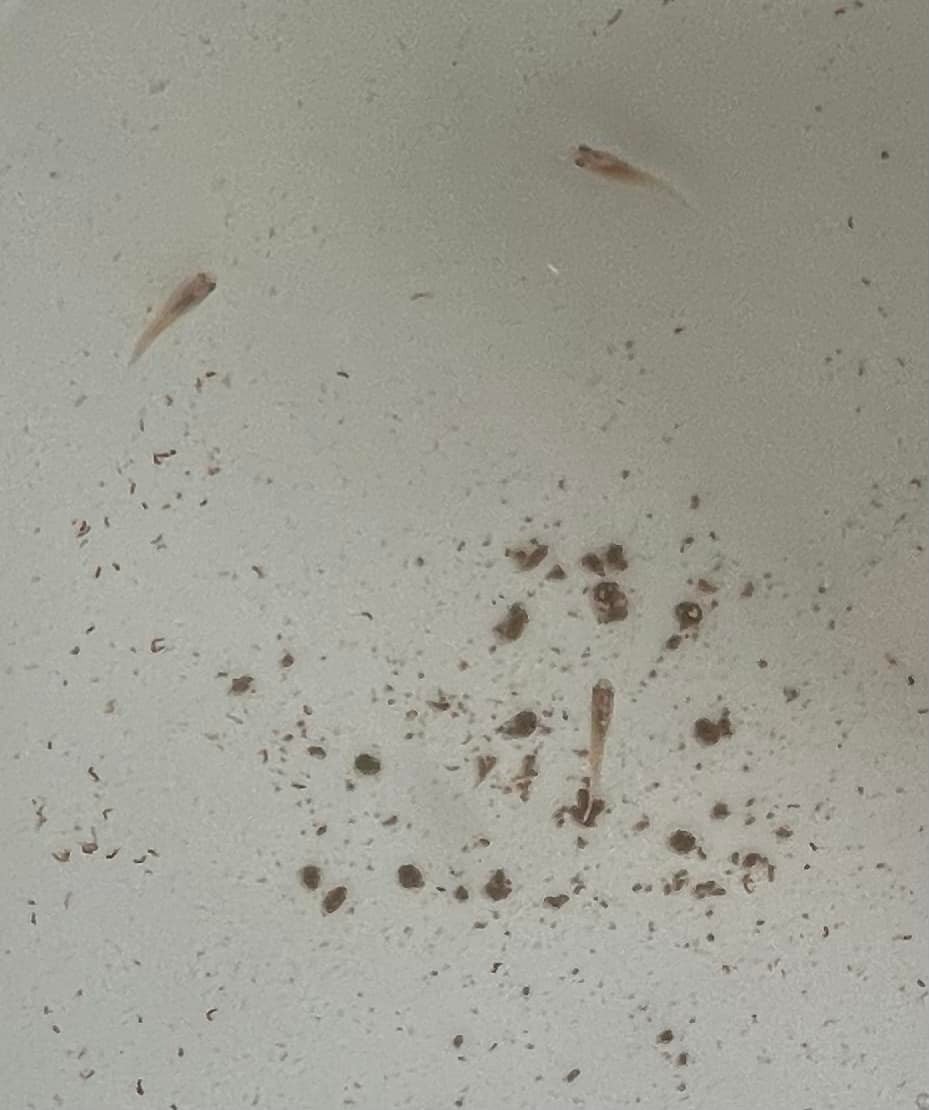 f:id:izest:20220117110344j:plain