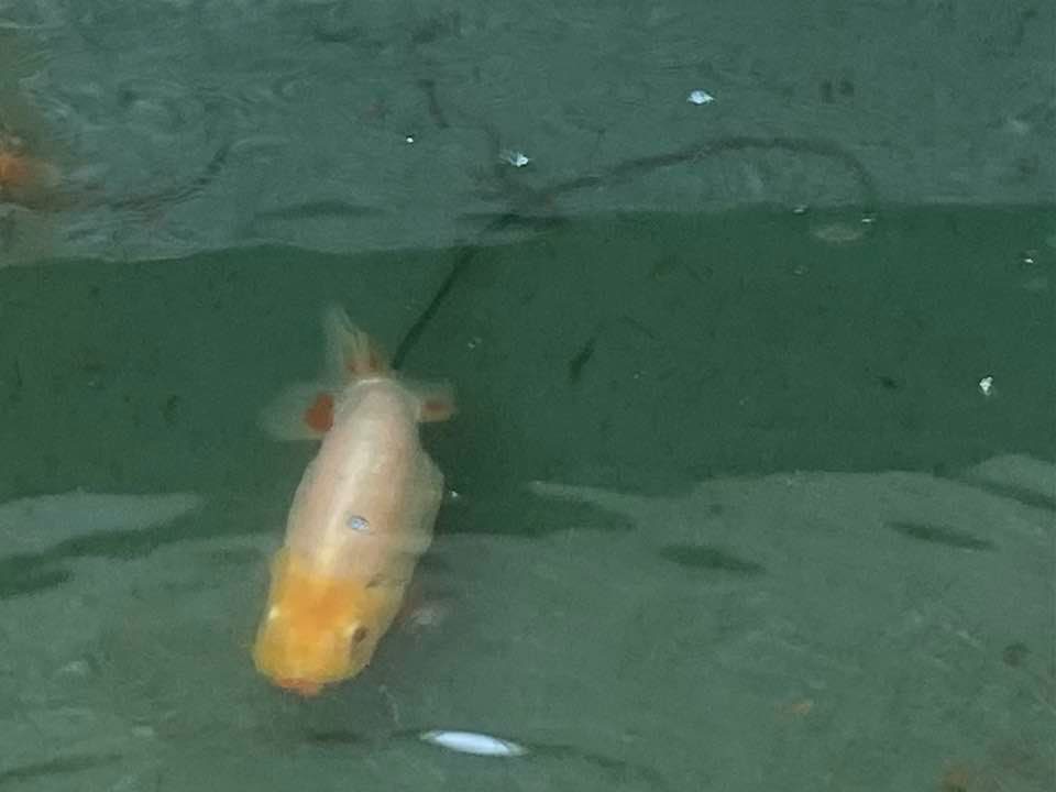 f:id:izest:20220120101651j:plain