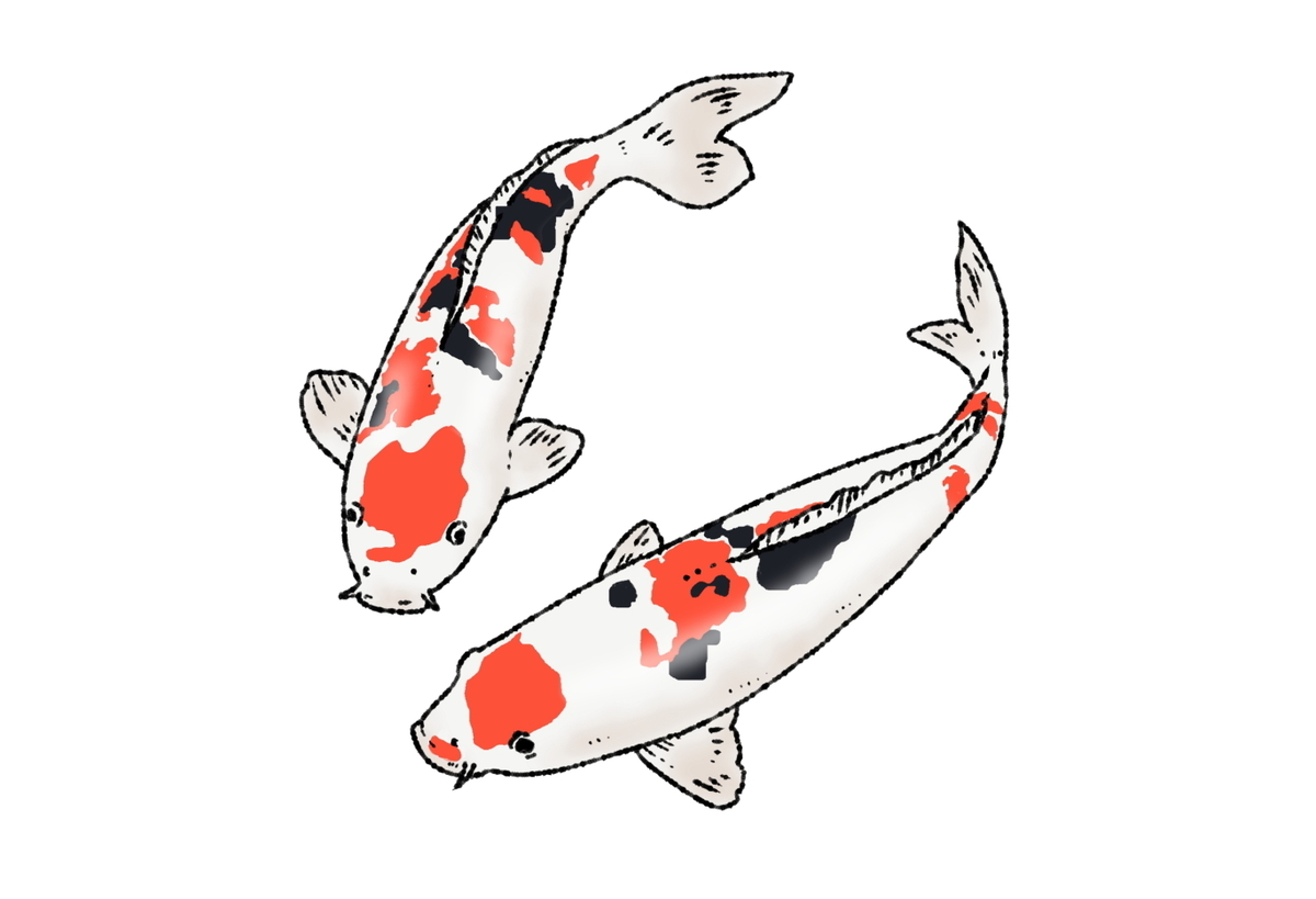 錦鯉について検索してみた - 堀切めだか