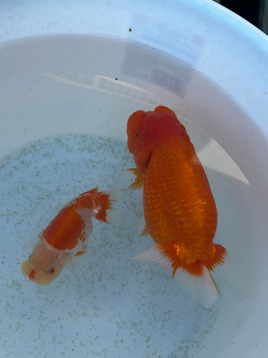 女王の産卵 俺のらんちゅう