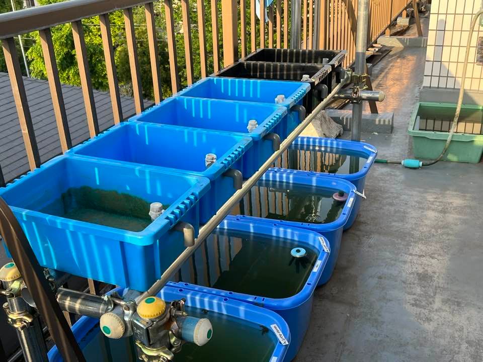 水槽増設、たかが6個、されど6個 - 堀切めだか