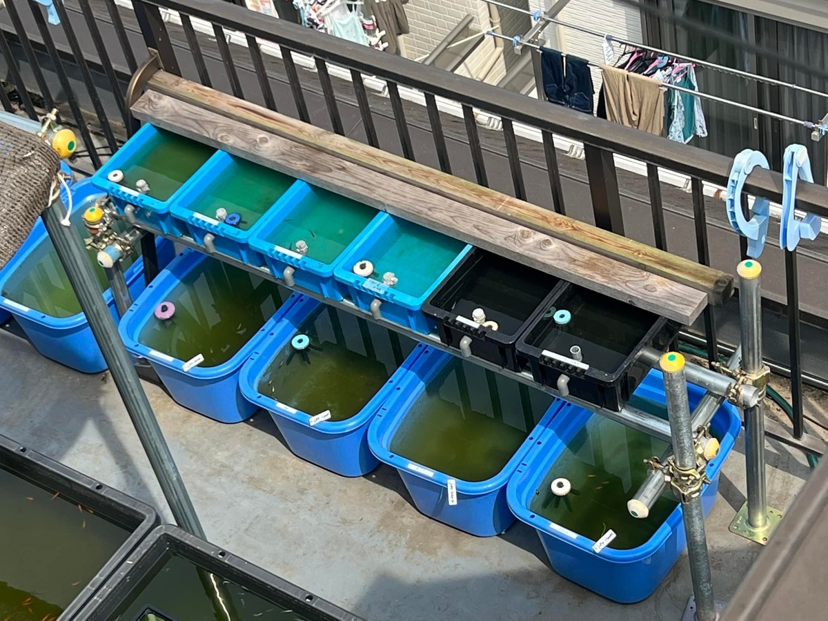 水槽増設、たかが6個、されど6個 - 堀切めだか