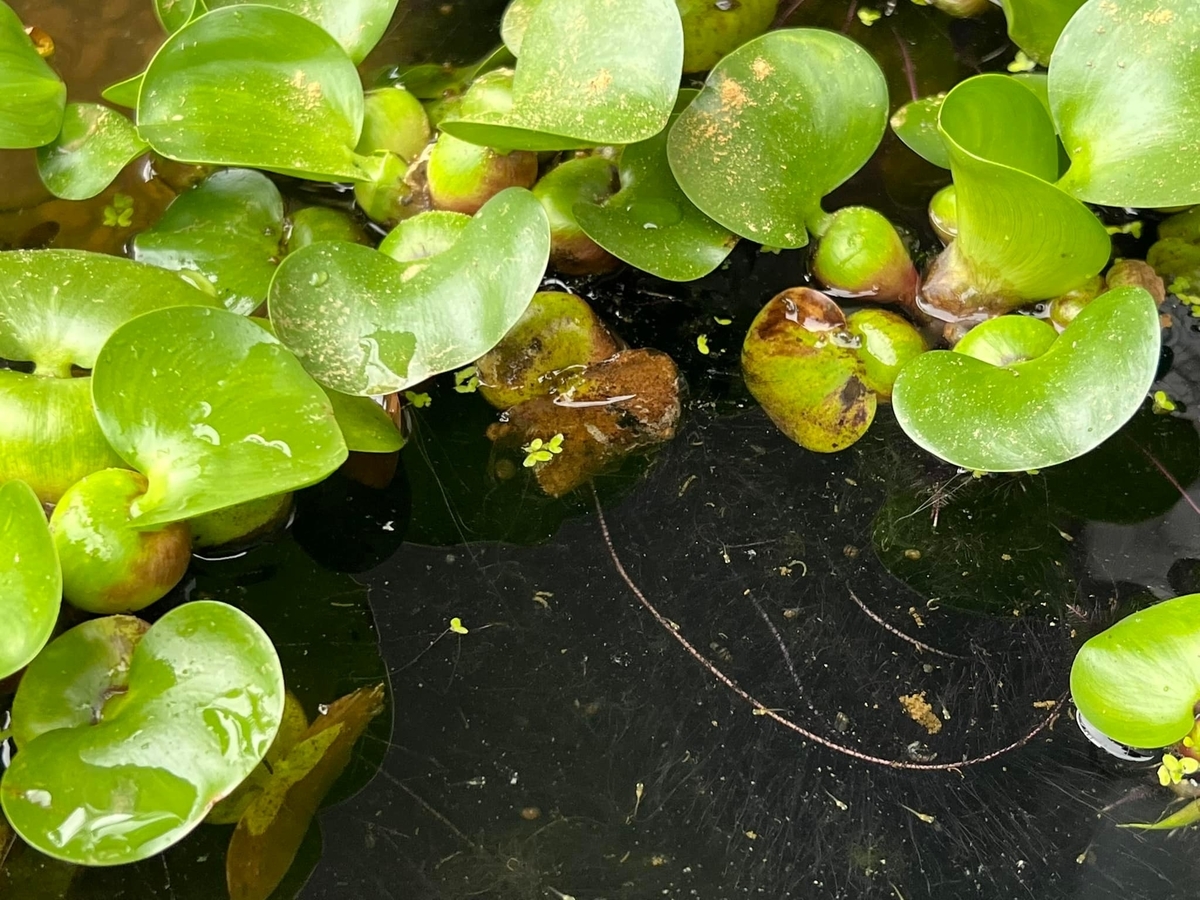 メダカ屋として経験すべきこと 堀切めだか