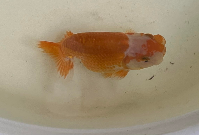 赤い魚の作り方 堀切めだか