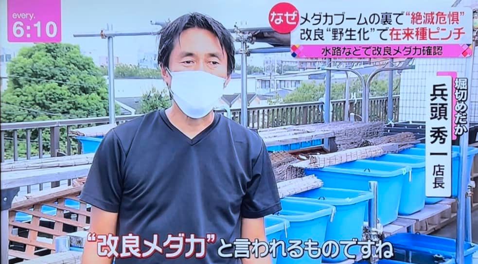 改良メダカ野生化問題を考える 堀切めだか