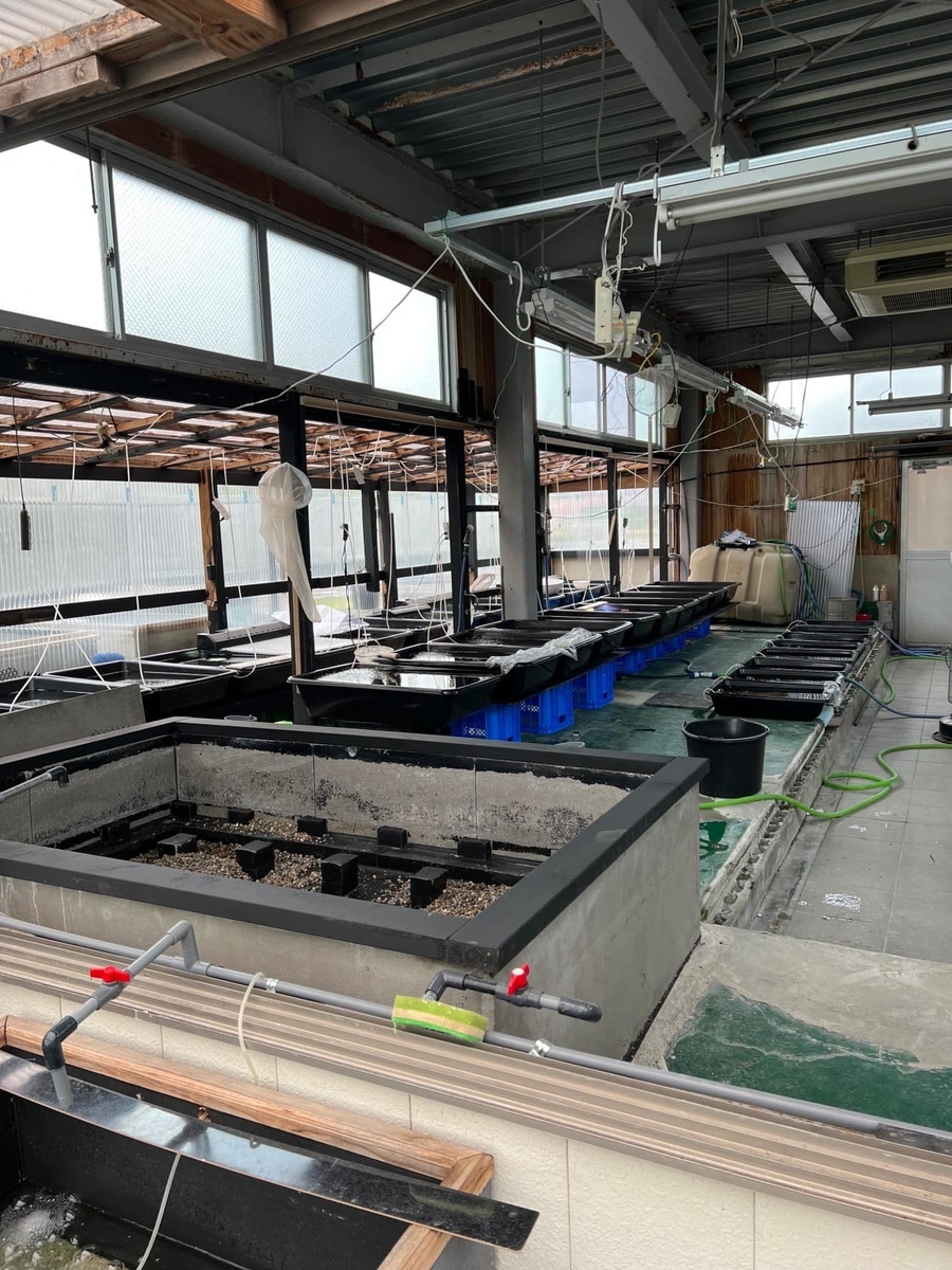 進化を続ける堀切めだかの大型養魚場（埼玉県羽生市） - 堀切めだか