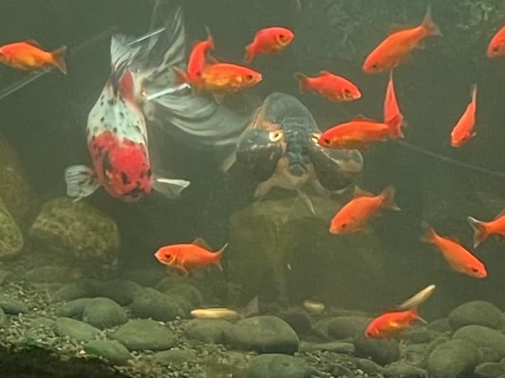 メダカ　金魚　池の枠 水づくりの技術を極めるなら金魚に挑戦がおすすめ - 堀切めだか