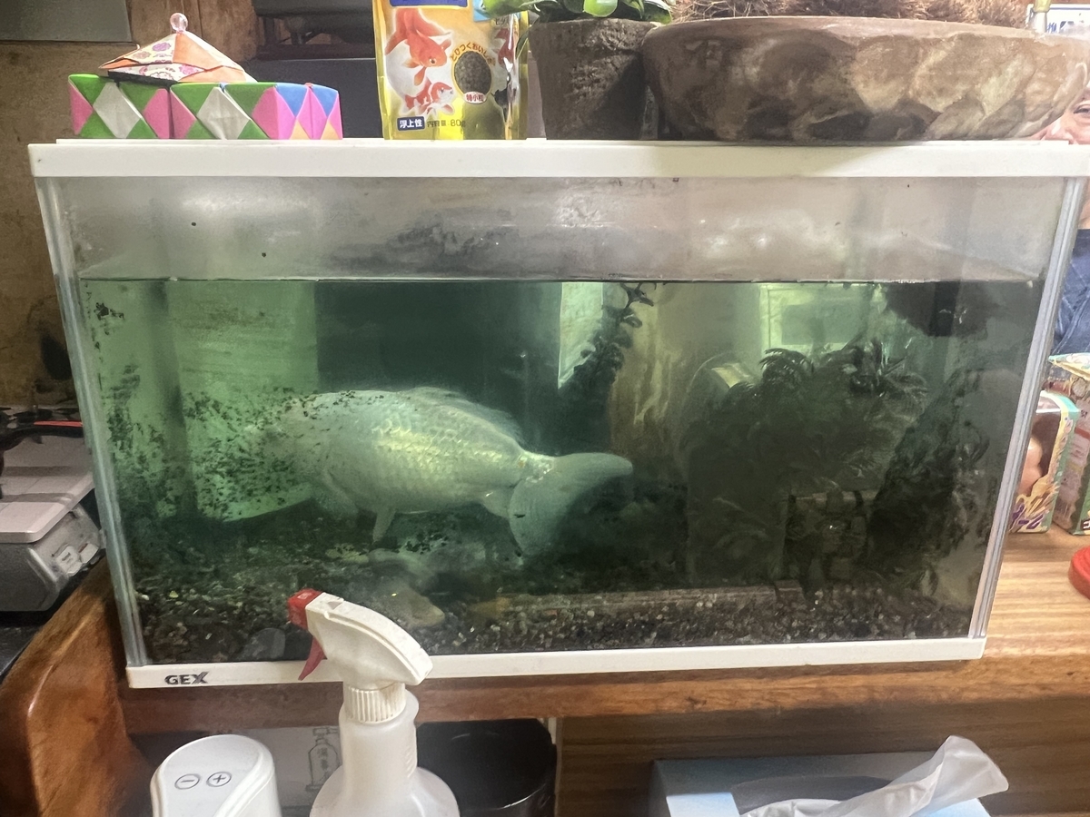 お話し中です!!　　　金魚すくいとかに使える水槽 お話し中です!! 金魚すくいとかに使える水槽