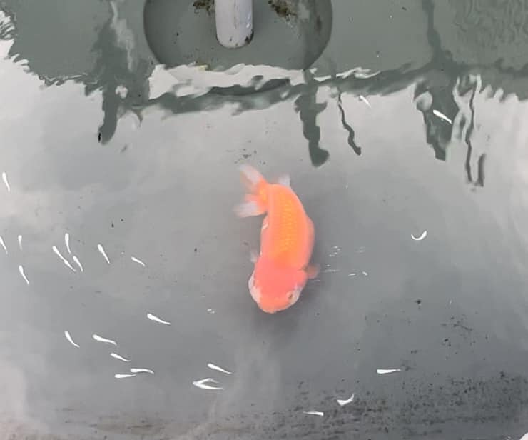 巨大らんちゅうとメダカの混泳 - 堀切めだか