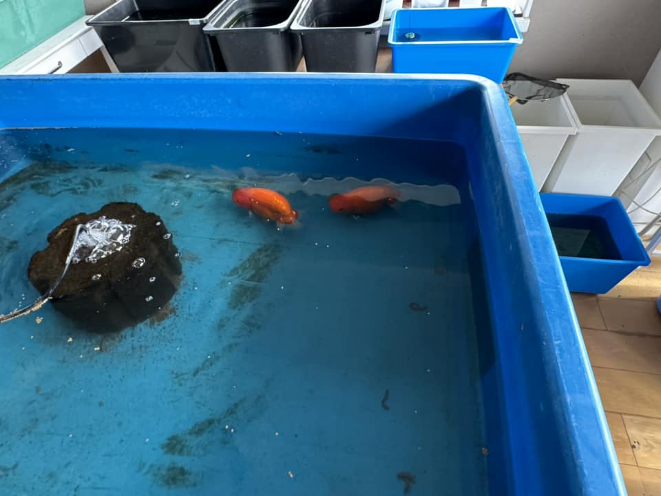 明け2歳5匹 - 俺のらんちゅう