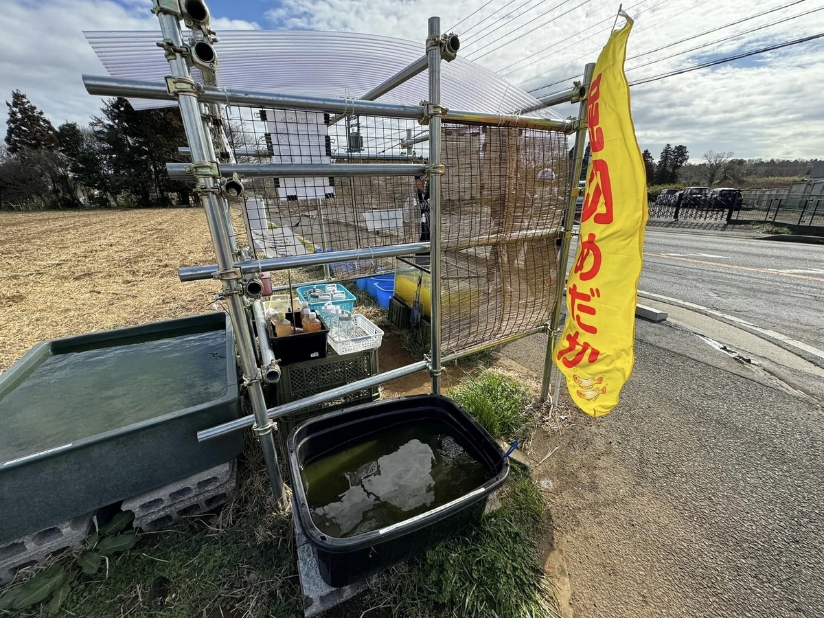 メダカ【まとめ売り】取引中 無人引取所になんと200匹のメダカ - 堀切めだか