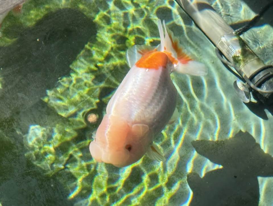 らんちゅう 取引150件以上達成！！