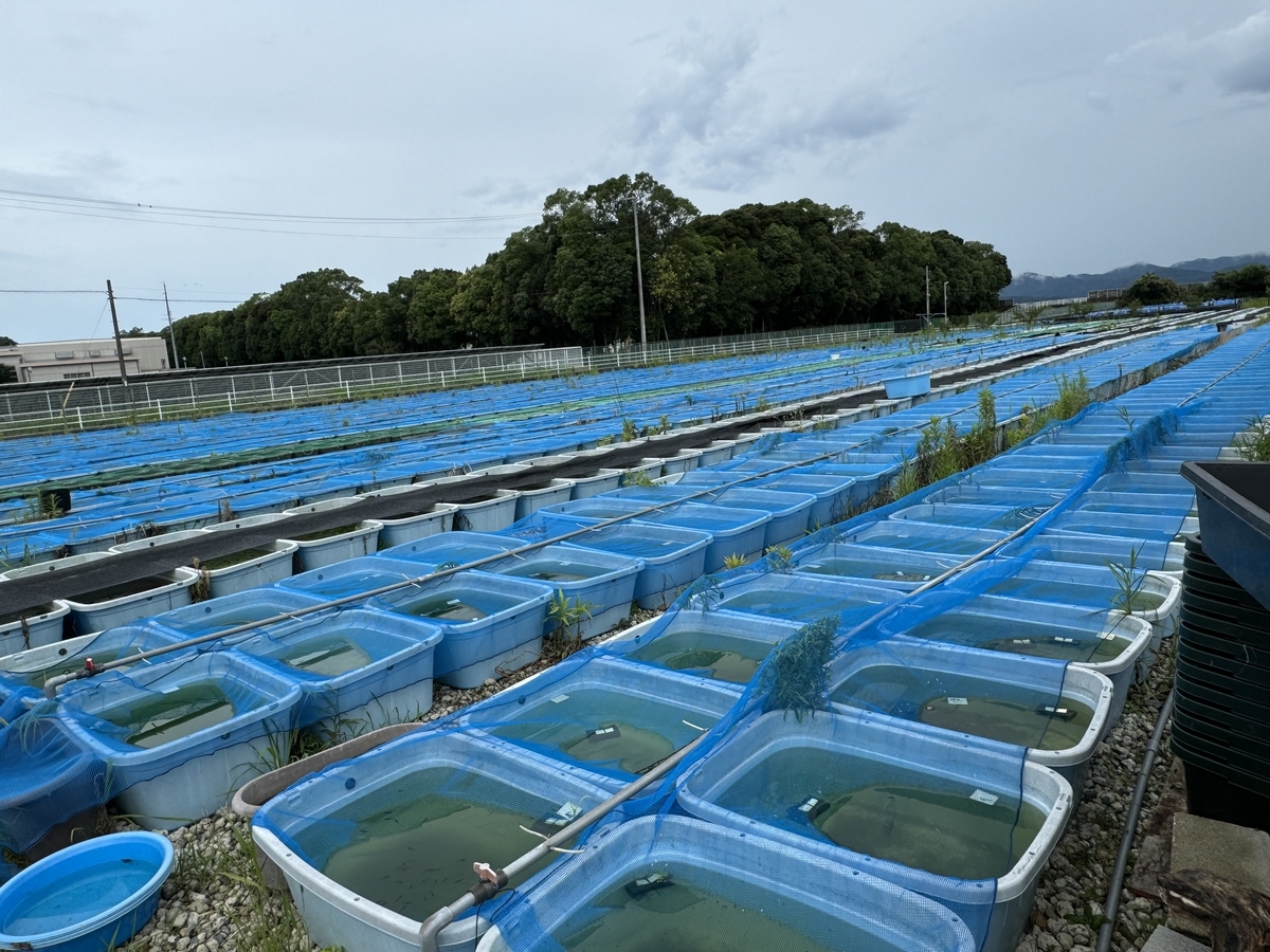 FRP 舟　メダカ　金魚　川魚　飼育や養殖などに　 Amazon | 五色アクア メダカ飼育ケース 60リットル 黒 大雨対策