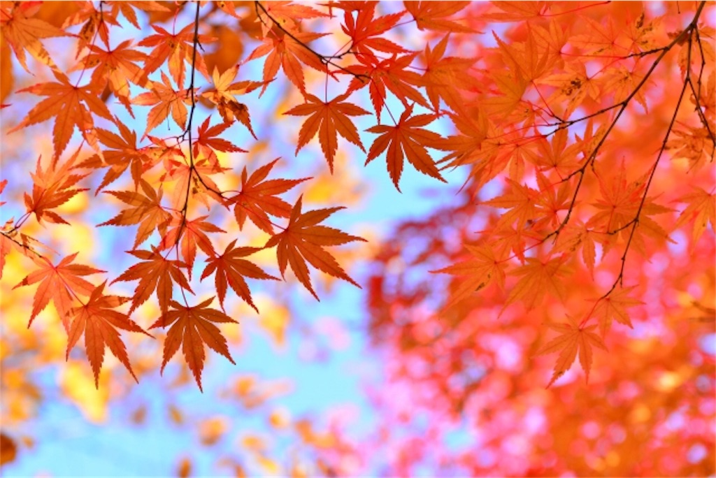 f:id:izuao8492:20181111151922j:image