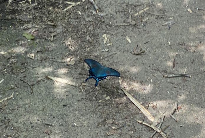 ミヤマカラスアゲハ