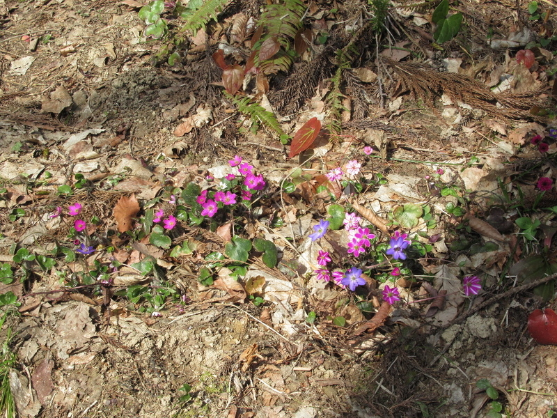 イメージ 12