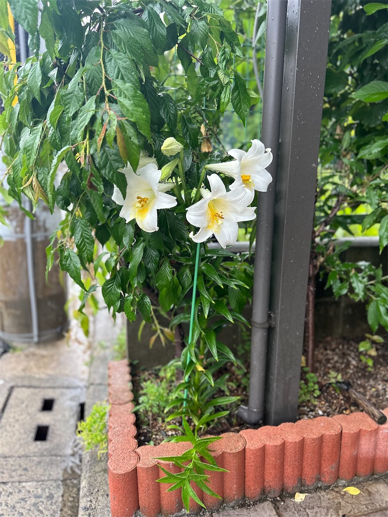 f:id:izumi-kasahara:20240528175445j:image