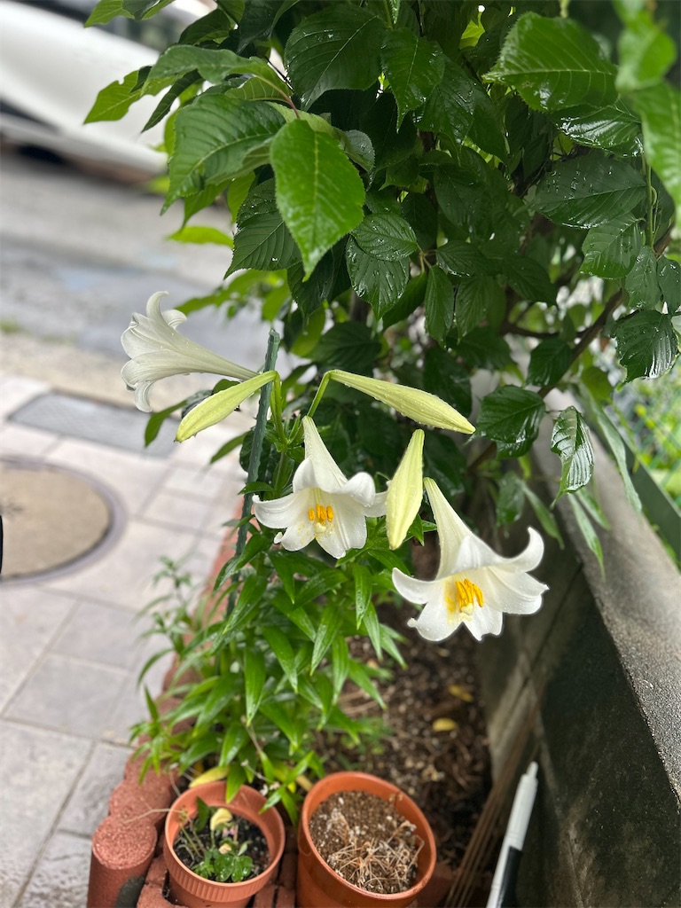 f:id:izumi-kasahara:20240528175454j:image