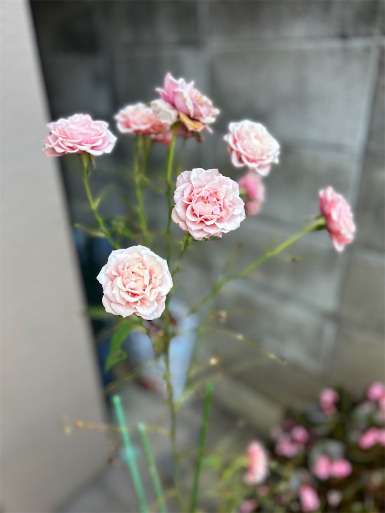 f:id:izumi-kasahara:20240528175545j:image