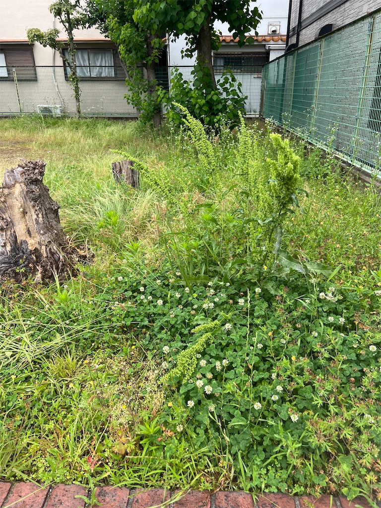 f:id:izumi-kasahara:20240619082245j:image
