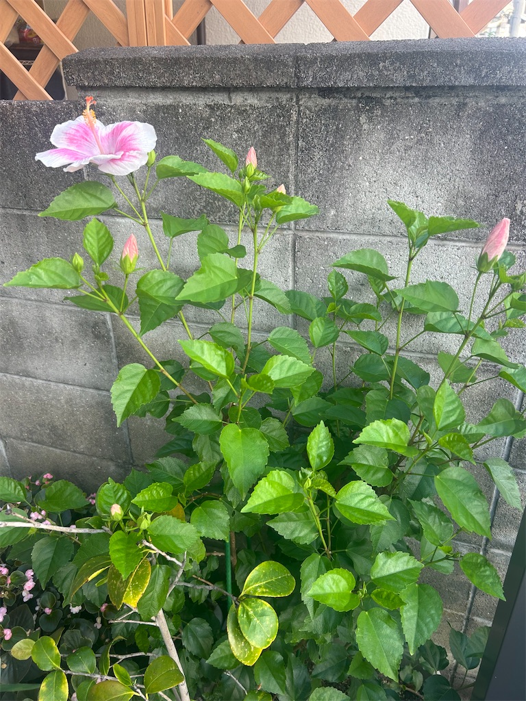 f:id:izumi-kasahara:20240727072446j:image
