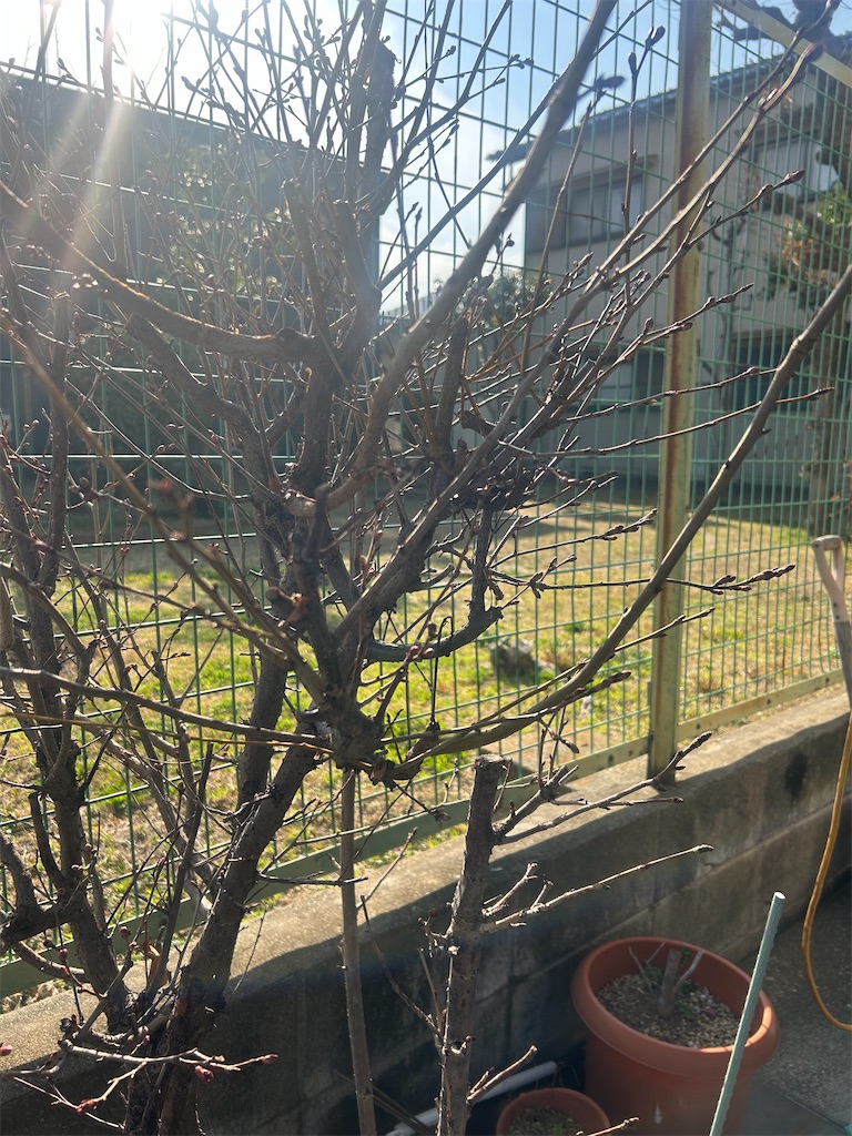 f:id:izumi-kasahara:20250312185837j:image