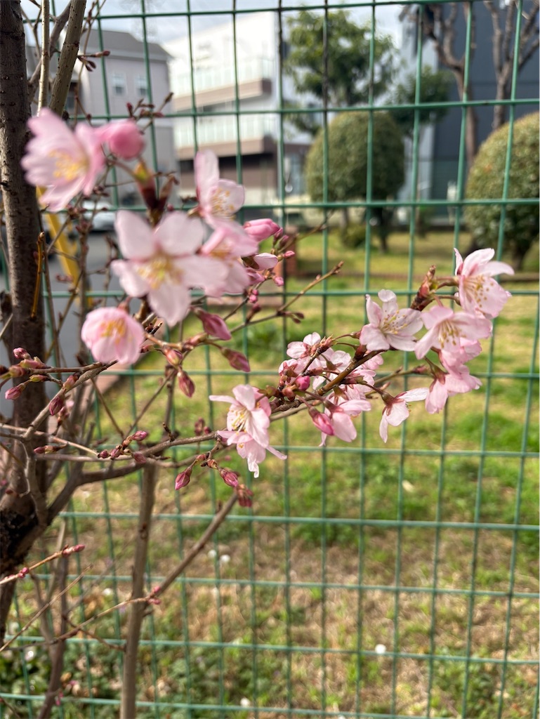 f:id:izumi-kasahara:20250318195106j:image