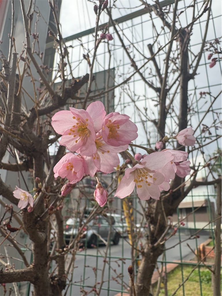f:id:izumi-kasahara:20250318195110j:image