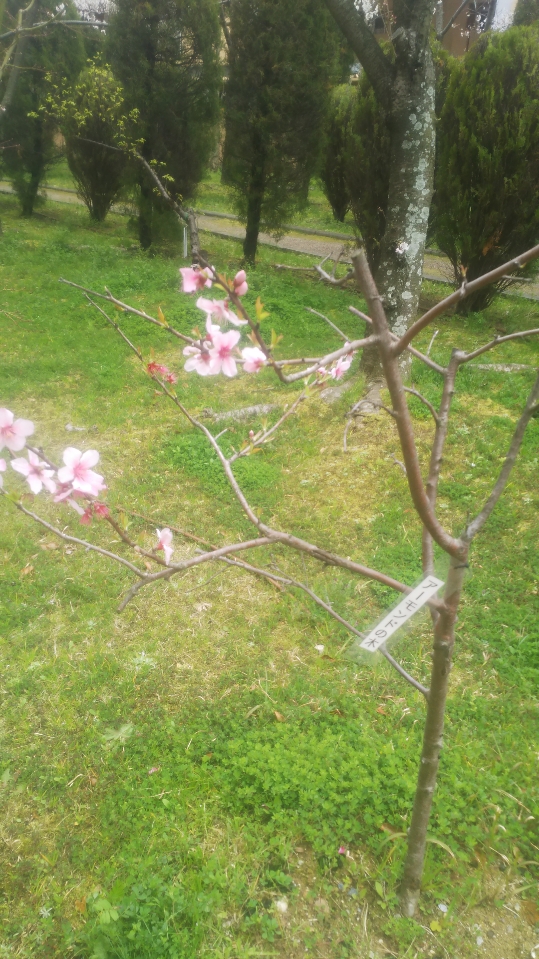 f:id:izumiCNZ:20200329171404j:plain